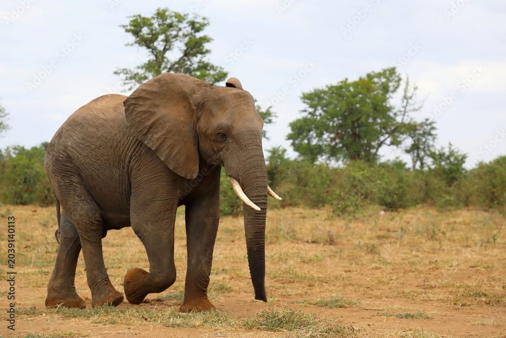 Fototapeta premium Afrikanischer Elefant / African elephant / Loxodonta africana