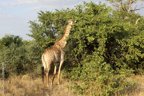 Photos Giraffe / Giraffe / Giraffa camelopardalis
