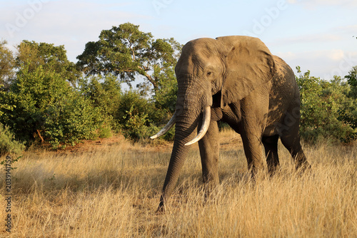 Canvas Print Afrikanischer Elefant / African elephant / Loxodonta africana