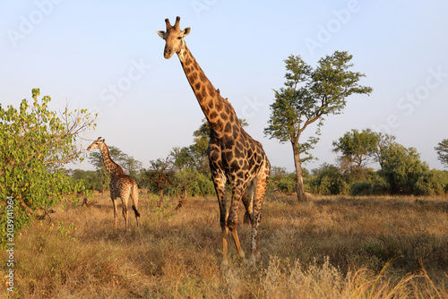 Cuadro en lienzo Giraffe / Giraffe / Giraffa camelopardalis