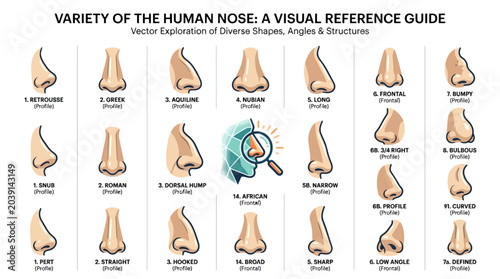 Vector Icons Vector illustration chart showing a variety of human nose shapes and structures as a visual reference guide. EPS Editable