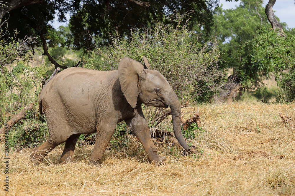 Fototapeta premium Afrikanischer Elefant / African elephant / Loxodonta africana