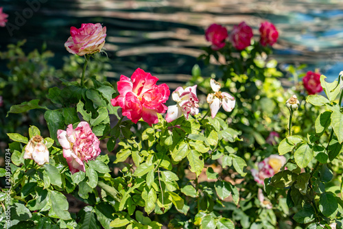 A rose is either a woody perennial flowering plant of the genus Rosa  in the family Rosaceae. Las Vegas Boulevard,  Clark County, Nevada. Basin and Range Province, Mojave Desert.  near  Wynn Las Vegas