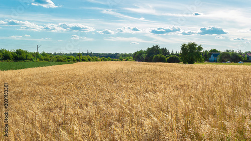 Konstfotografi Serene View of Golden Wheat Field Under Blue Sky with White Clouds in Summer Aft