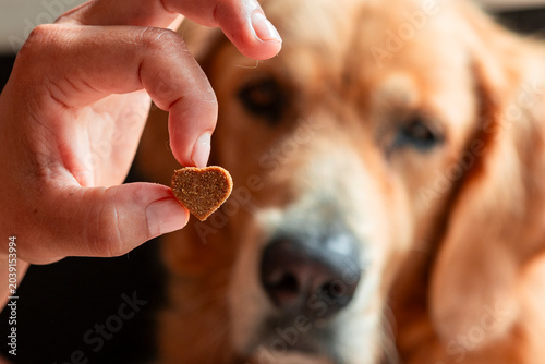 фотографія Hand offering heart shaped CBD dog treat to pet