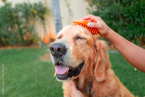 Golden retriever dog enjoying grooming brushing routine