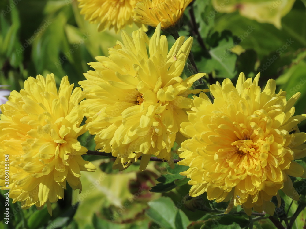 Obraz premium yellow chrysanthemum flowers
