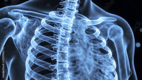 4K X-Ray Human Skeleton Anatomy Animation Medical Presentation Stock Video