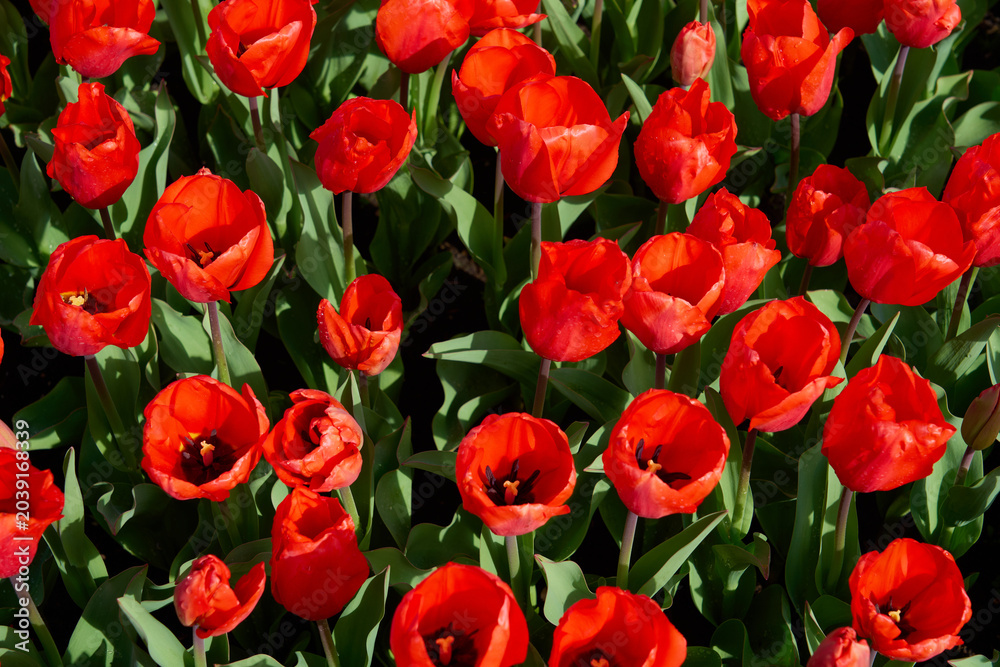 Obraz premium Vibrant Red Tulip Field in Bloom on a Sunny Spring Day.