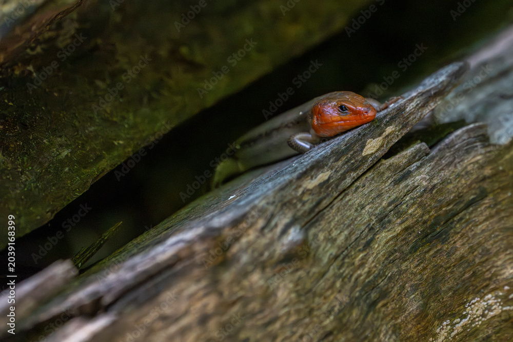Obraz premium A colorful broad head skink with a bright orange head rests on a weathered log, its scales blending into the woodland surroundings as it watches from the shadows.