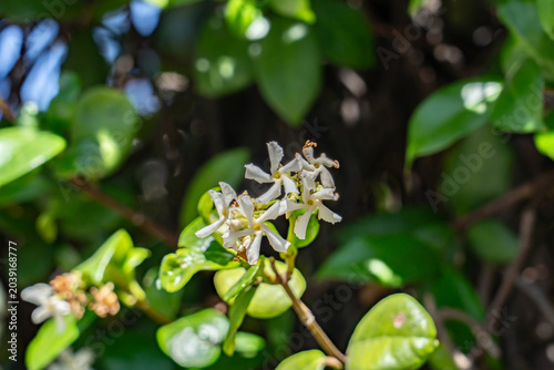 Trachelospermum jasminoides a species of flowering plant in the family Apocynaceae. Confederate jasmine, star jasmine. The Palazzo at The Venetian Resort,  Las Vegas Boulevard,  Clark County, Nevada.