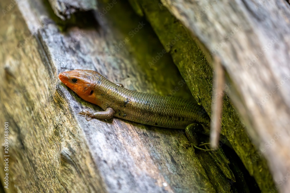 Fototapeta premium A colorful broad head skink with a bright orange head rests on a weathered log, its scales blending into the woodland surroundings as it watches from the shadows.