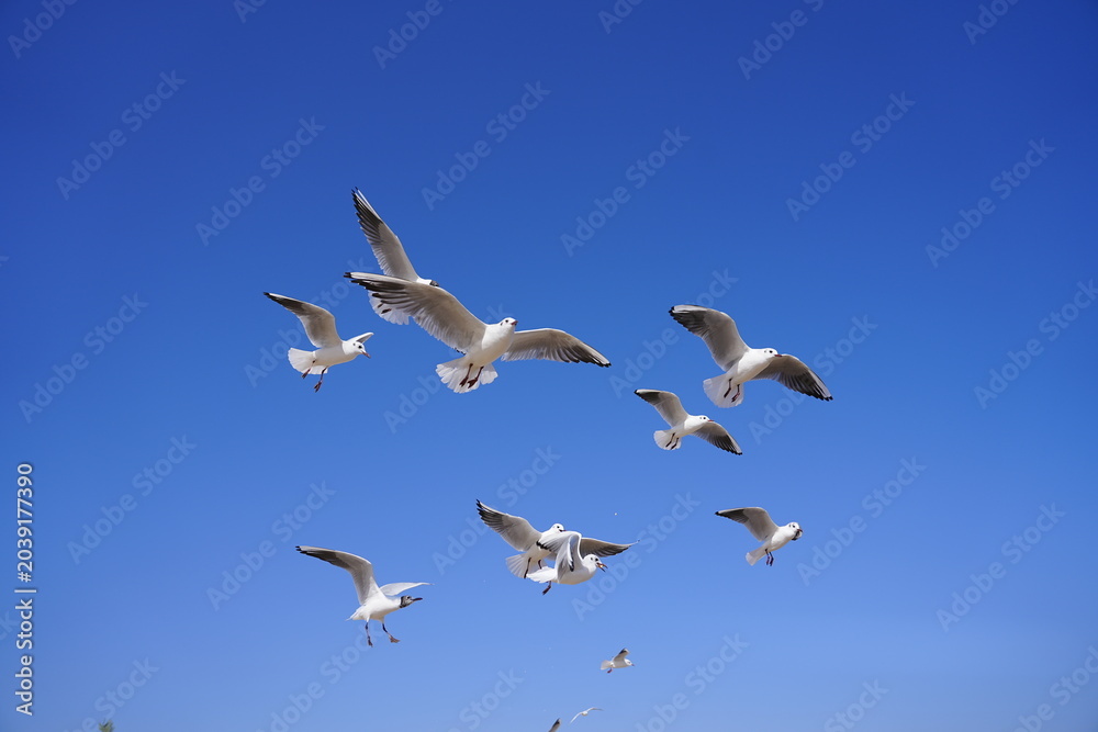 Fototapeta premium A Flock of Gulls Soaring in the Sunlight