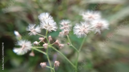 Dry seeds of Sky mustard weed (Cyanthillium cinereum), a wild plant used as a herbal medicine
