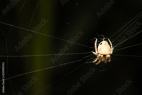 Photos spider in a web