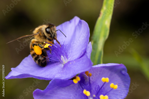 Foto Pollie the pollinator