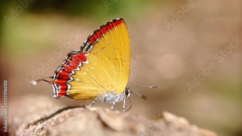 Yellow butterfly puddling on a wet rock. The Purple Sapphire butterfly, scientifically named 