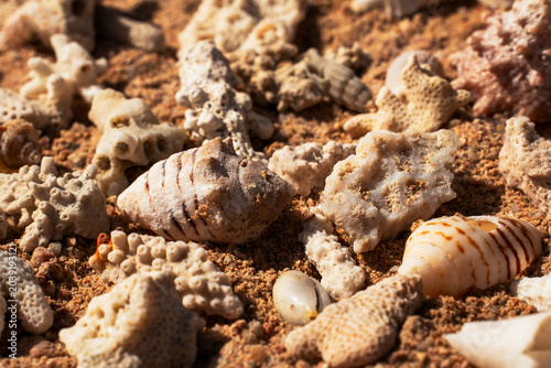Photos Epic minimal ocean seashells and coral pieces on sand flat lay
