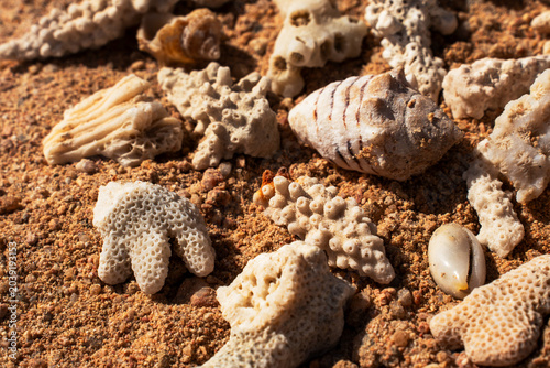 Epic ocean seashells and coral pieces on sand texture background. 
Cinematic top-down macro view of exotic sea shells 
and white marine fossils on sunny orange desert ground.
