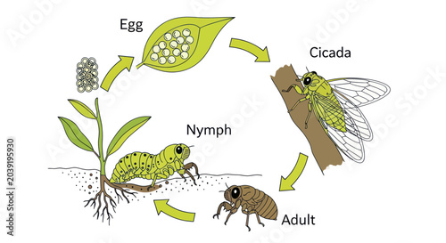 Canvastavla Cicada Life Cycle Insect Stages.