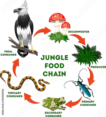 vector Rainforest Tropical jungle Forest Food Chain: From Plants to Harpy Eagle and Decomposers