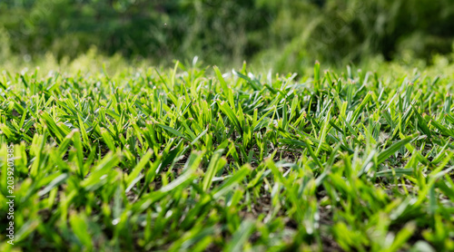 Foto Primer plano de césped verde recién cortado con fondo desenfocado en jardín natu