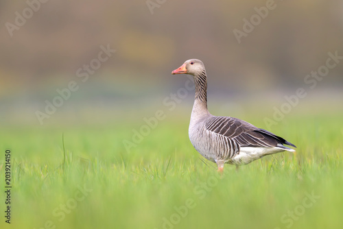 graugans anser greylag goose