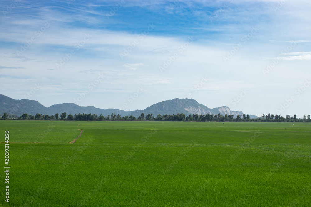 Naklejka premium A vast and vibrant green rice field landscape stretching towards the horizon under a pale blue sky