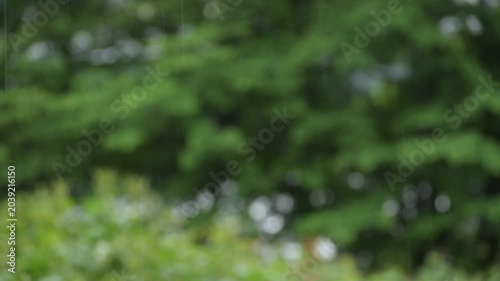 雨が降っています。
