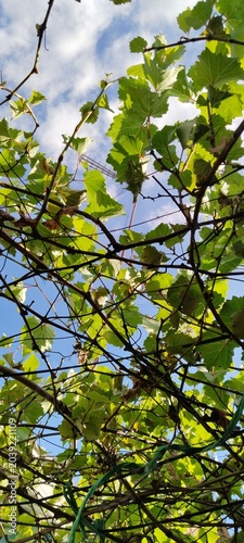green leaves against blue sky