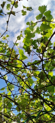 green leaves against blue sky