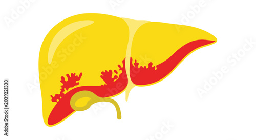 фотографія Human Liver Organ Anatomy Illustration.