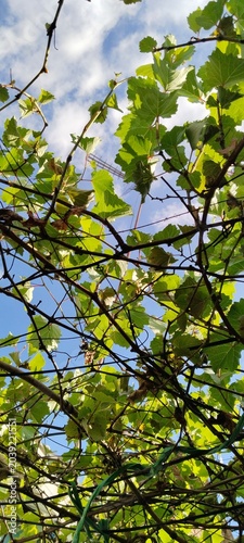 green leaves against blue sky
