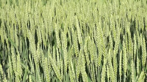 Wheat field summer agriculture footage. 