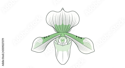 Photos A detailed line art illustration of a Paphiopedilum orchid flower