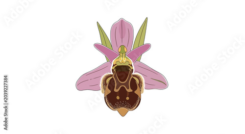 Foto A detailed illustration of a bee orchid flower with pink petals and a brown patterned lip