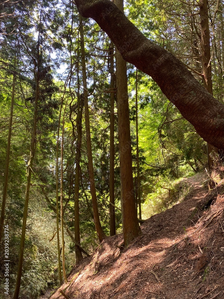 Fototapeta premium Forest Trail Along a Sunlit Mountainside Surrounded by Tall Cedar Trees
