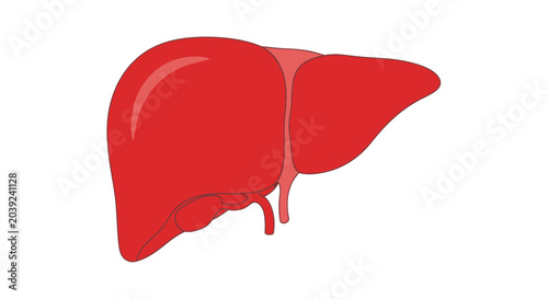 Bilde på lerret Human Liver Organ Anatomy.