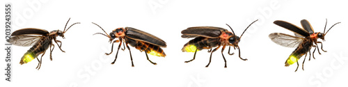 Tableau sur toile Firefly Insect Collection: High-Resolution Macro Photography Featuring Multiple