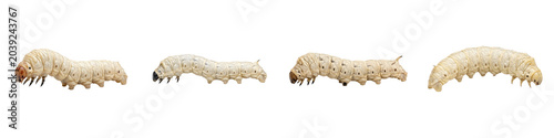 Photos Silkworm Larva Collection: High-Resolution Macro Photography Featuring Multiple