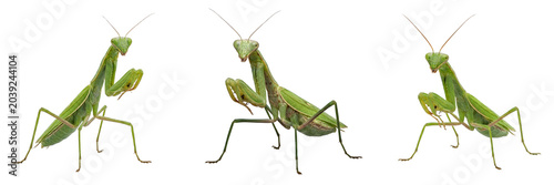 Photos Praying Mantis Collection: High-Resolution Macro Photography Featuring Multiple