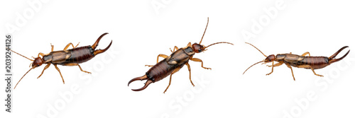 Foto Earwig Insect Collection: High-Resolution Macro Photography Featuring Multiple A