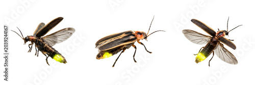 Firefly Beetle Collection: High-Resolution Macro Photography Showing Multiple Angles of Bioluminescent Lampyridae Insects Isolated on a Professional White Background