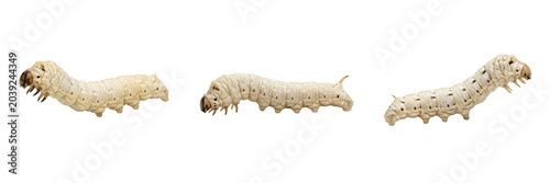 Tableau sur toile Silkworm Larvae Collection: Macro Photography of White Silkworms Isolated on Whi
