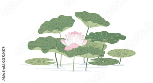 Photos Pink lotus flower with green leaves.