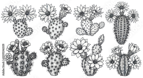 Fotografie Cactus plants with flowers growing.