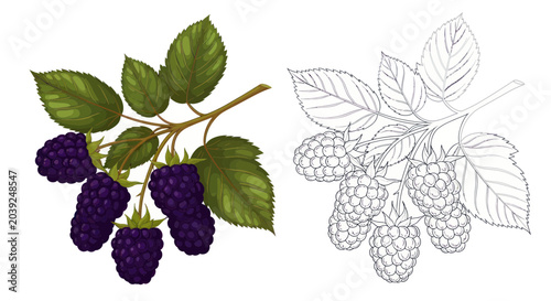 Tableau sur toile Blackberries with green leaves branch.