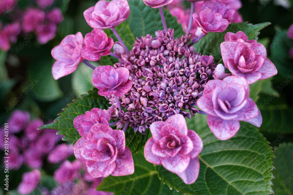 Obraz premium 梅雨の時期の楽しみ紫陽花の花 鮮やかな色もいいが少し燻んだ色も魅了