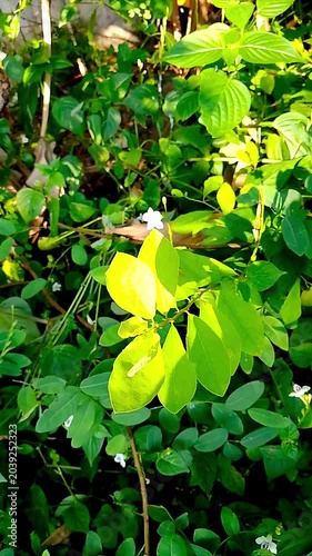 yellow flowers in the garden