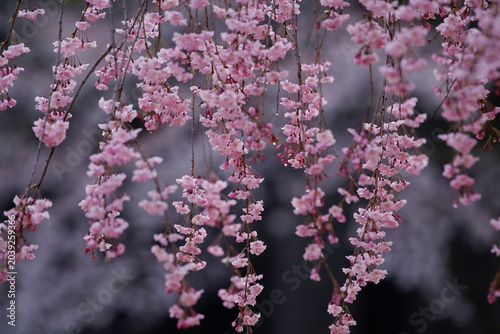 Photos 花盛り